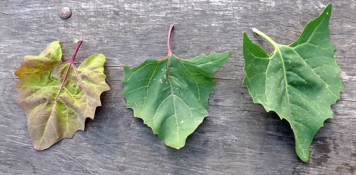 Black Ash - a Forgotten Domestication Trait in Garden Orach (Atriplex hortensis L.)