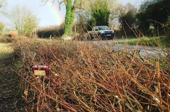 An Introduction to Hedge Laying