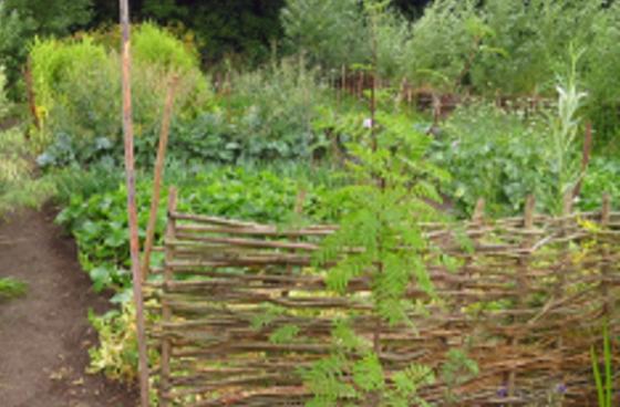 Braiding with Natural Willow