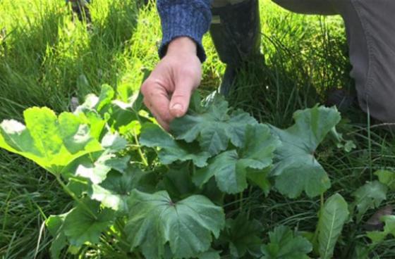 Foraging course