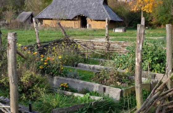 Herbs for the Summer Solstice